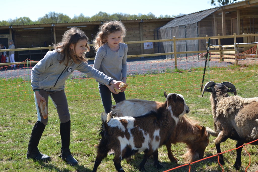 Ferme pédagogique : les chèvres