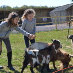 Ferme pédagogique : les chèvres